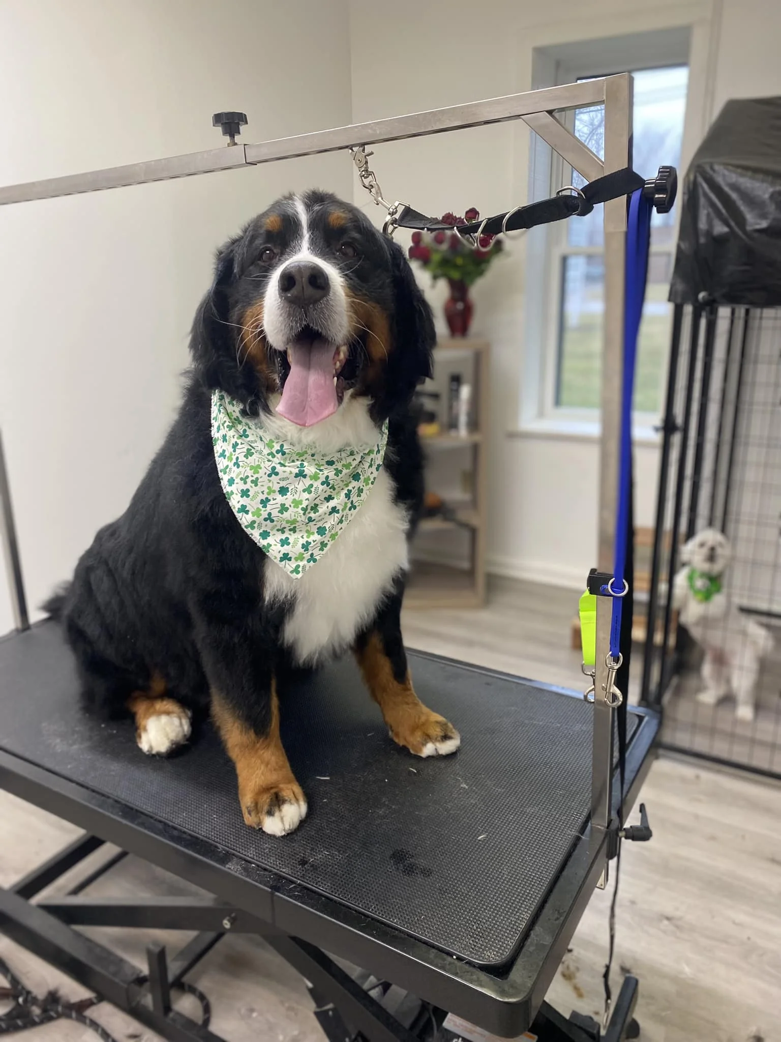 Bernese Mountain grooming result